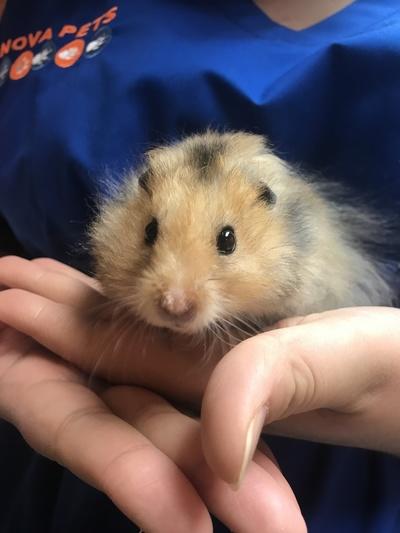 All About Hamsters | Nova Pets Health Center